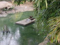 149 BIO PARC DE DOUE LA FONTAINE 1- 2016_000064